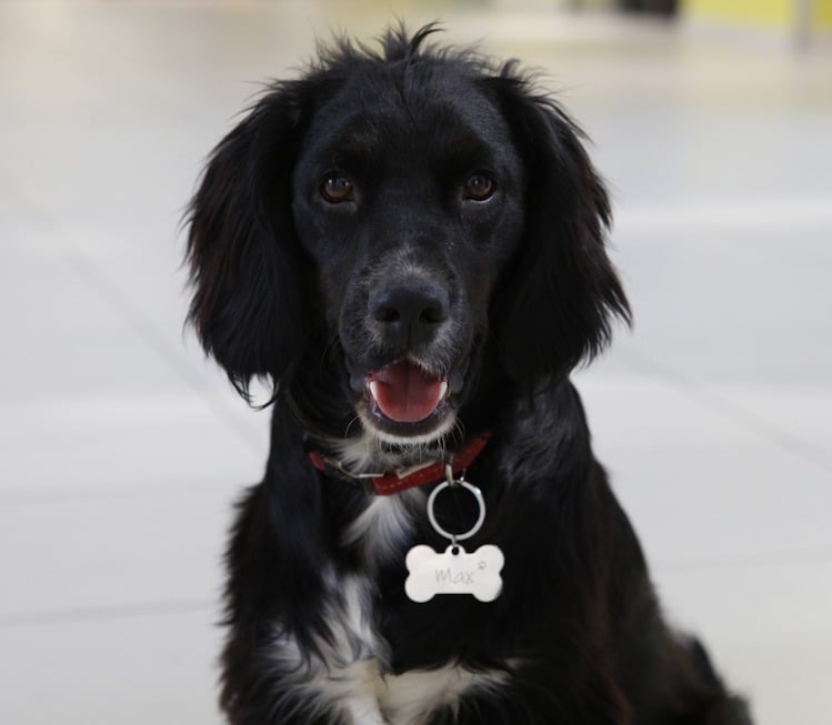 Dog tags